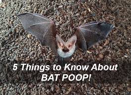 5 thing to know about bat