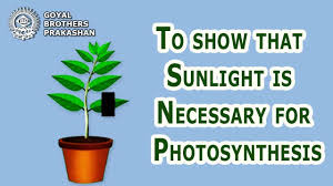 To Show That Sunlight Is Necessary For Photosynthesis