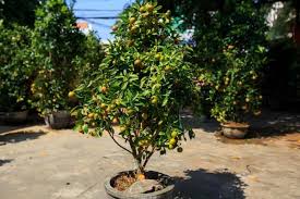 growing fruit trees in pots tips for