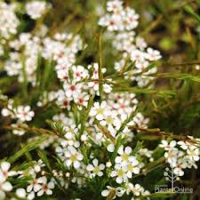 If you're looking for a tree or shrub that produces white flowers, check out one of these 11 lovely species. White Flowering Plants Australian Plants Online