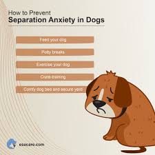relieve separation anxiety in dogs