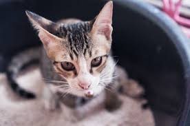 Cats are cute — until you spot them relieving themselves on your favorite rug, bedpost, or somewhere other than their litter box. Does Your Cat Smell Like Urine Nom Nom