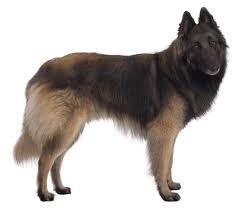 belgian tervuren dog breed facts and