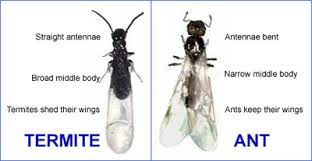 termites vs flying ants