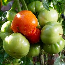 how to fertilize tomato plants in the