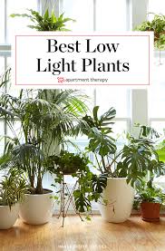 8 Houseplants That Can Survive Urban Apartments Low Light And Under Watering Apartment Therapy