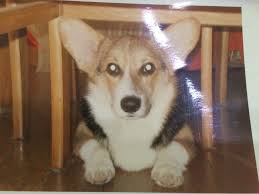 コーギーの性格は悪い きつい 実際に飼っているからわかる種類や気をつける病気などまとめ コーギー 犬 種類 犬のしつけ