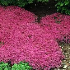 This shrub is the prefect choice for covering a slope. Red Creeping Thyme Great Garden Plants