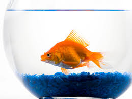 Betta fish come in a variety of sizes, fin patterns, and colors. This Is Why Taking Fish Medicine Is Truly A Bad Idea Science Smithsonian Magazine