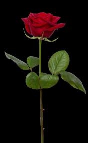 photo of red rose ilration flower