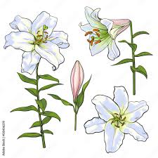set of hand drawn white lily flowers in