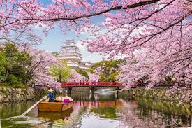 see cherry blossoms in an