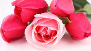Pink rose pictures ...