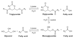 enzymatic synthesis