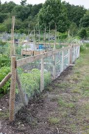 Allotment Wire Rabbit Proof Fence