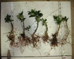Image of Vinca minor bare root plants