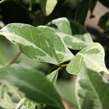 Jazmín estrellado de hojas variadas : venta Jazmín estrellado de hojas  variadas / Trachelospermum jasminoides 'Variegatum'