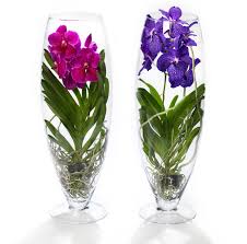 Почему погибают орхидеи #плесень_на_орхидее #орхидеи #orchids как выращивать орхидеи_башмачки #пафиопедилум#фрагмипедиум#. 5 Sortov Samyh Krasivyh I Neprihotlivyh Orhidej Marie Claire