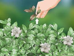 How To Prune A Gardenia Bush 13 Steps
