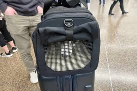 the best airline approved pet carriers