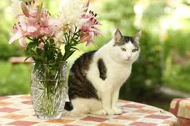 There are many different species of plants called lily: Lilies And Cats The Lethal Lily Friendship Hospital For Animals