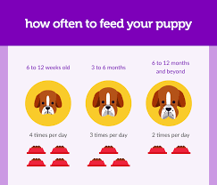 Not Sure How Much You Should Feed Your Puppy Were Here To
