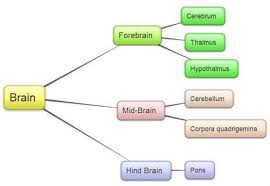 Flow Chart Ot Human Brain Brainly In