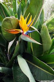 Bird Of Paradise Plant Care
