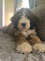 We did not find results for: Premier Bernedoodles Dr Carmichael South Carolina Bernedoodle Puppy Really Cute Puppies Funny Animal Pictures