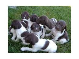 Gsp puppies are boisterous and full of life which means it's essential for homes and gardens to be. German Shorthaired Pointer Puppies In Washington Dc