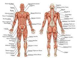 Each side is painstakingly labeled, and the bottom half of the chart features enhanced. 16 541 Muscular System Stock Photos Images Download Muscular System Pictures On Depositphotos