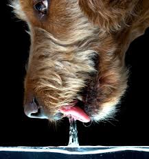 dogs raise water