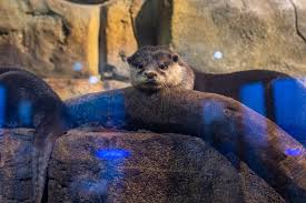 sad e otters in the zoo s aviary