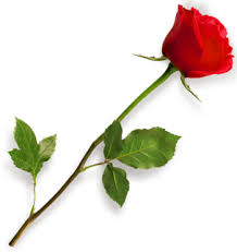 png one red rose png free