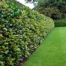 21 feet north of my house is fenceline then cows. Top 10 Best Plants For Hedges And How To Plant Them Fence Landscaping Privacy Fence Landscaping Natural Fence