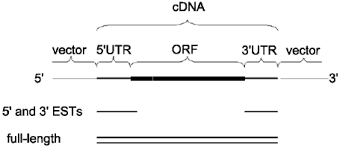If you want, you can also download to see all meanings of cdna, please scroll down. Full Length Cdna Sequencing Springerlink