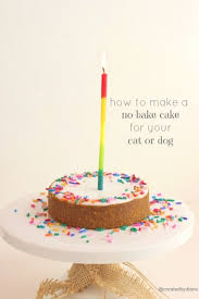 no bake cake for your cat or dog