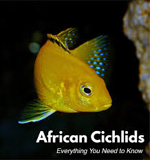 African Cichlids 13 Popular Species How To Care For Them