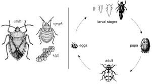 Recognizing Insect Larval Types Entomology