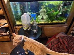 To Clean Your Fish Tank With Vinegar