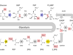 The 10 Steps Of Glycolysis