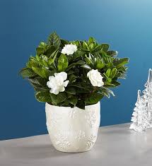 Winter White Elegant Gardenia Plant