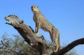 并不擅长爬树的猎豹，为何还要经常上树？_猎物