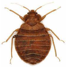 bed bugs or carpet beetles ured