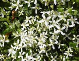 Flowering comes in two waves: Types Of Clematis