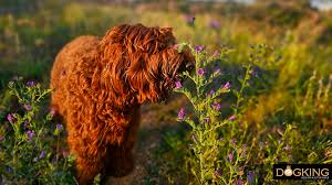 Tips To Stop Your Dog From Eating Plants