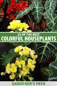 23 colorful houseplants to warm up your