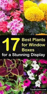 Window Box Plants Planter Boxes Flowers