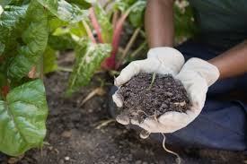 bugs in your garden soil ehow