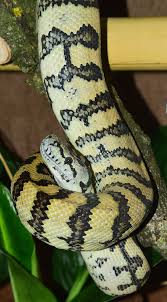 snake carpet python wild